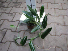 Load image into Gallery viewer, Philodendron Cobra Plants