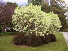 Load image into Gallery viewer, American Fringe Trees
