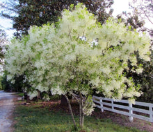 Load image into Gallery viewer, American Fringe Trees