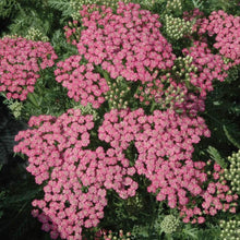 Load image into Gallery viewer, Achillea Pink Grapefruit