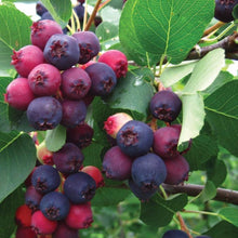 Load image into Gallery viewer, Autumn Brilliance Serviceberry Shrubs