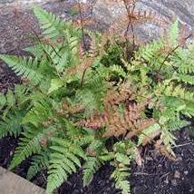 Load image into Gallery viewer, Autumn Brilliance Fern