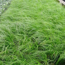 Load image into Gallery viewer, Carex Penslyvanica Plants