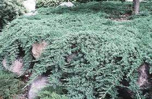 Load image into Gallery viewer, Juniper procumbens Nana Shrubs