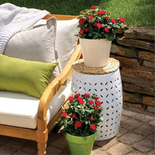 Load image into Gallery viewer, Petite Knock Out® Rose Bushes