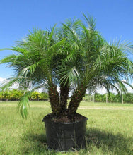 Load image into Gallery viewer, Date Palm Plants