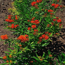 Load image into Gallery viewer, Butterfly Weed Asclepias tuberosa