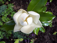 Load image into Gallery viewer, Bracken's Brown Beauty Magnolia Trees
