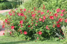 Load image into Gallery viewer, Hibiscus Lord Baltimore
