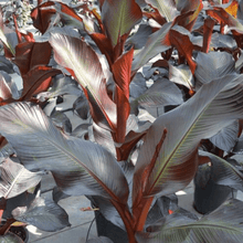 Load image into Gallery viewer, Banana Ensete 'Maurelli' Plants

