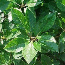 Load image into Gallery viewer, Jim Dandy Holly Shrubs

