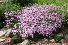 Load image into Gallery viewer, Dianthus Bath's Pink
