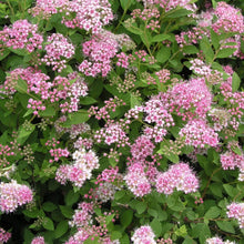 Load image into Gallery viewer, Little Princess Spirea Shrubs
