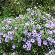 Load image into Gallery viewer, Aster Raydon's Favorite Plants
