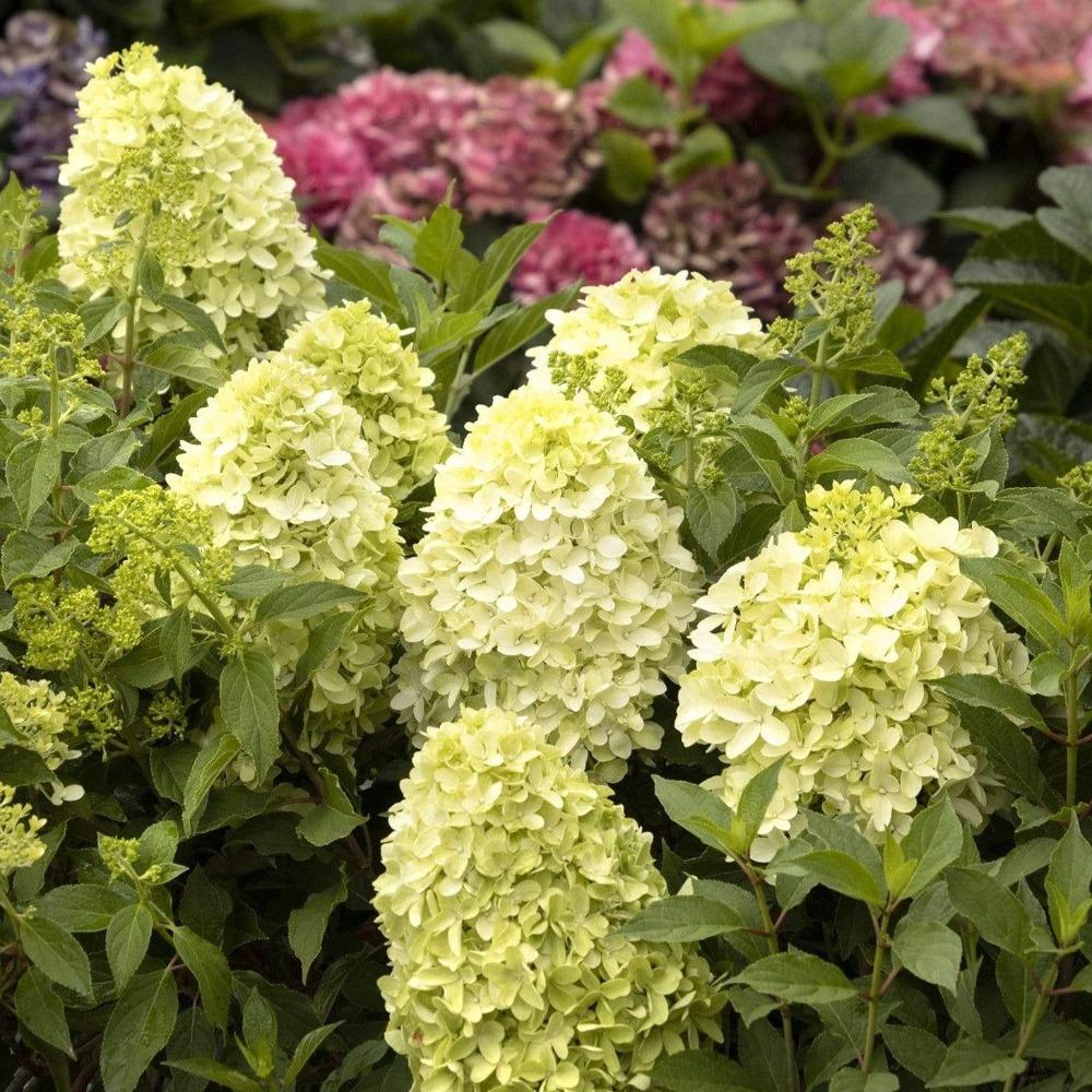 Candy Apple Hydrangea Shrubs – pdpaolaefded.com