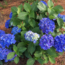 Load image into Gallery viewer, Cityline Rio Hydrangea Shrubs
