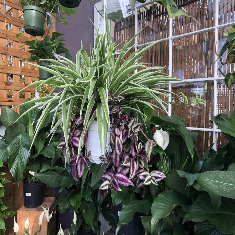 spider plant wandering jew Spider Plant Wandering Jew Combo Pot