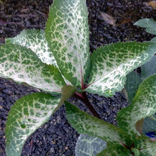 Load image into Gallery viewer, Helleborus Molly's White
