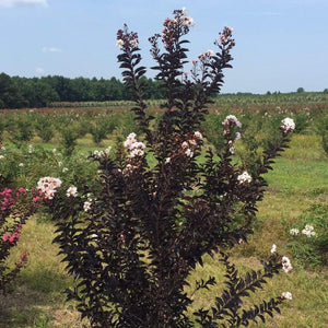 Moonlight Magic Crape Myrtle Shrubs