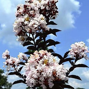 Moonlight Magic Crape Myrtle Shrubs