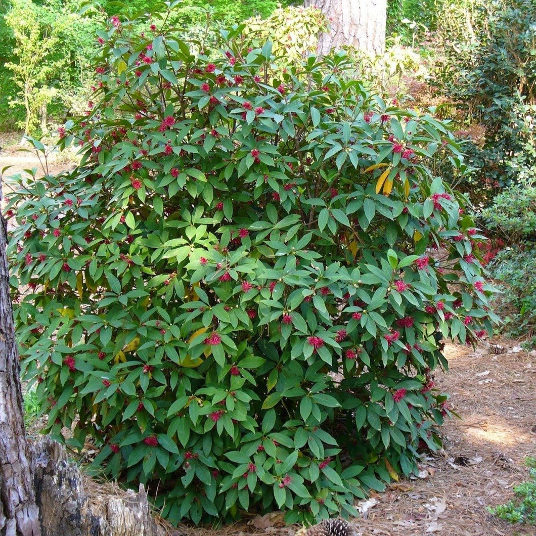 Ruby Stars Anise Shrubs – pdpaolaefded.com