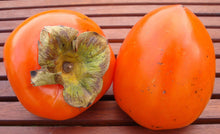 Load image into Gallery viewer, Tanenashi Persimmon Trees

